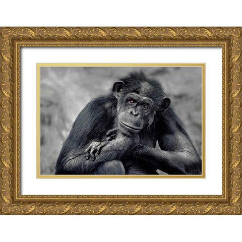 Captivated Gold Ornate Wood Framed Art Print with Double Matting by Delimont, Danita