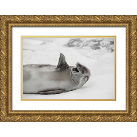 Laughing Seal Gold Ornate Wood Framed Art Print with Double Matting by Delimont, Danita