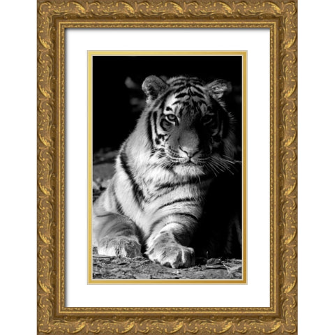 Tiger Repose Gold Ornate Wood Framed Art Print with Double Matting by Delimont, Danita