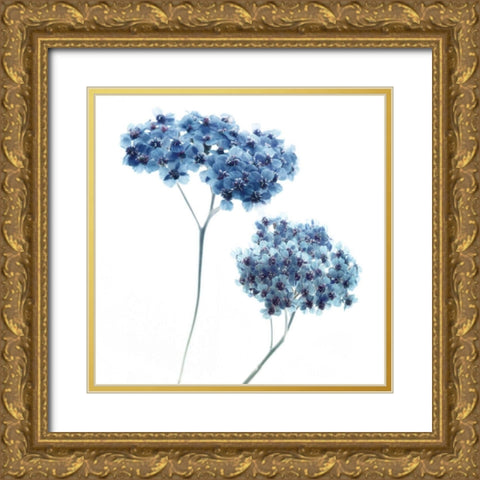 Gorgeous Blue III Gold Ornate Wood Framed Art Print with Double Matting by Delimont, Danita