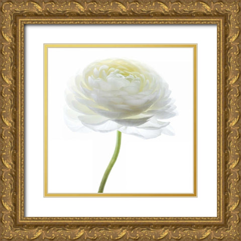 White Beauty I Gold Ornate Wood Framed Art Print with Double Matting by Delimont, Danita