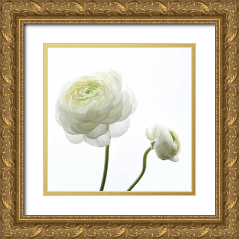 White Beauty II Gold Ornate Wood Framed Art Print with Double Matting by Delimont, Danita