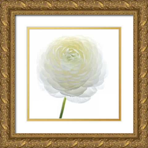 White Beauty IV Gold Ornate Wood Framed Art Print with Double Matting by Delimont, Danita