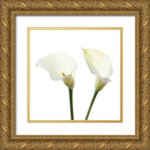 White Beauty V Gold Ornate Wood Framed Art Print with Double Matting by Delimont, Danita