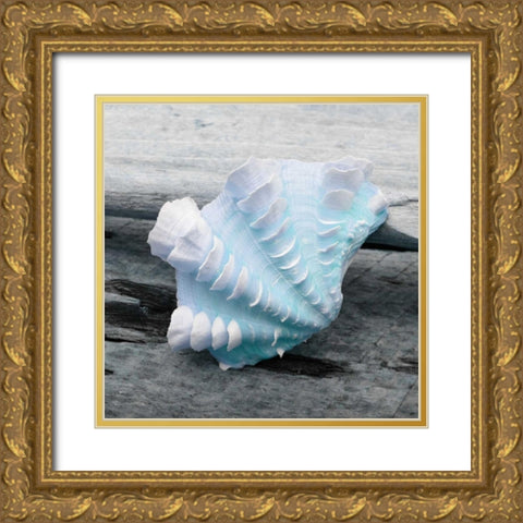 Driftwood Shell VI Gold Ornate Wood Framed Art Print with Double Matting by Delimont, Danita