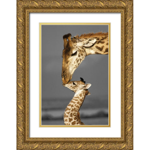 Masai Mara Giraffe Gold Ornate Wood Framed Art Print with Double Matting by Delimont, Danita