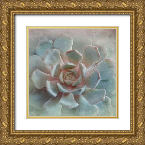 Pastel Succulent II Gold Ornate Wood Framed Art Print with Double Matting by Weisz, Irene