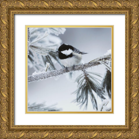 Frosty Perch Gold Ornate Wood Framed Art Print with Double Matting by Delimont, Danita