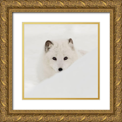 Arctic Fox Gold Ornate Wood Framed Art Print with Double Matting by Delimont, Danita