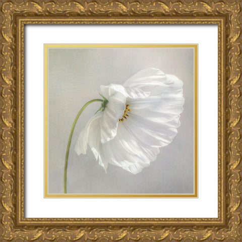 Daisy Detail Gold Ornate Wood Framed Art Print with Double Matting by Disher, Mandy
