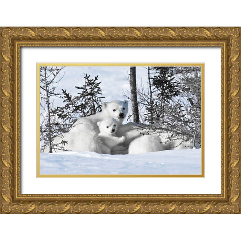 Winter Cubs Gold Ornate Wood Framed Art Print with Double Matting by Delimont, Danita