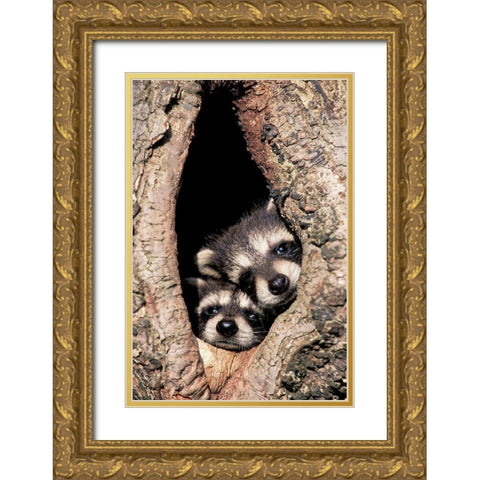 Peeking Out Gold Ornate Wood Framed Art Print with Double Matting by Jones, Adam