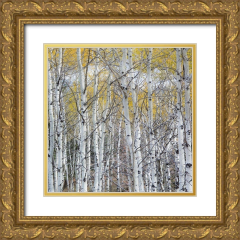 Mountain Aspen Gold Ornate Wood Framed Art Print with Double Matting by Luhm, Gary
