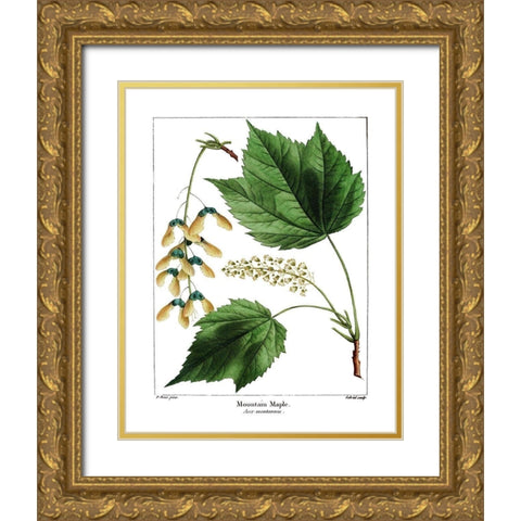 Mountain Maple Gold Ornate Wood Framed Art Print with Double Matting by Donovan, Kelly