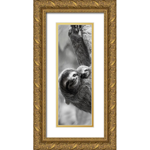 Sloth Swing Gold Ornate Wood Framed Art Print with Double Matting by Goldstein, Jim