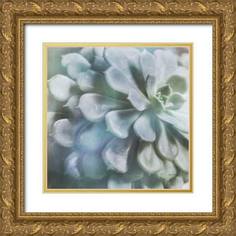 Soft Succulent I Gold Ornate Wood Framed Art Print with Double Matting by Weisz, Irene