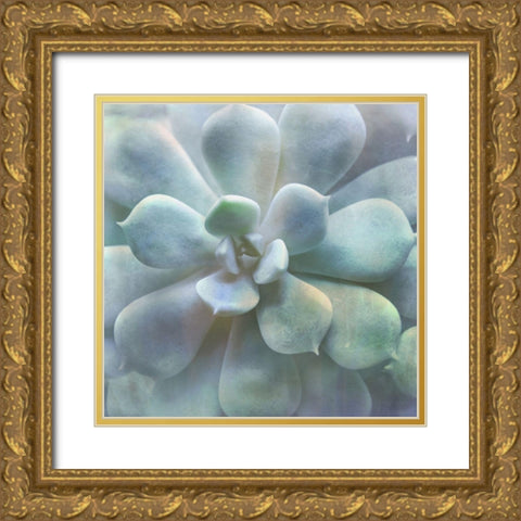 Soft Succulent II Gold Ornate Wood Framed Art Print with Double Matting by Weisz, Irene
