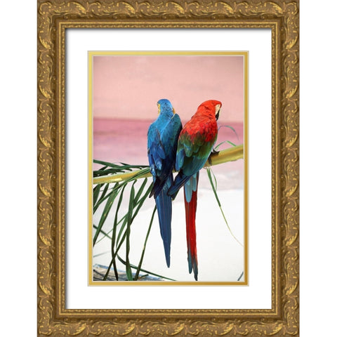 Palm Parrots Gold Ornate Wood Framed Art Print with Double Matting by Sunstar, Elena