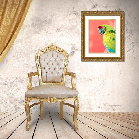 Green Macaw Gold Ornate Wood Framed Art Print with Double Matting by Foster, Kent