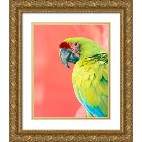 Green Macaw Gold Ornate Wood Framed Art Print with Double Matting by Foster, Kent