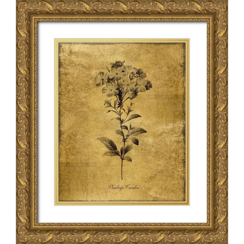 Gold Sketch Botanical II Gold Ornate Wood Framed Art Print with Double Matting by Donovan, Kelly
