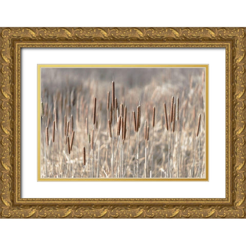 Summer Tails Gold Ornate Wood Framed Art Print with Double Matting by Freedman, Matt