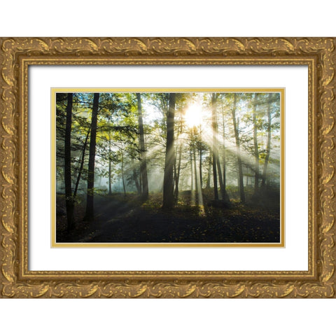 Light and Trees Gold Ornate Wood Framed Art Print with Double Matting by Foulke, Doug