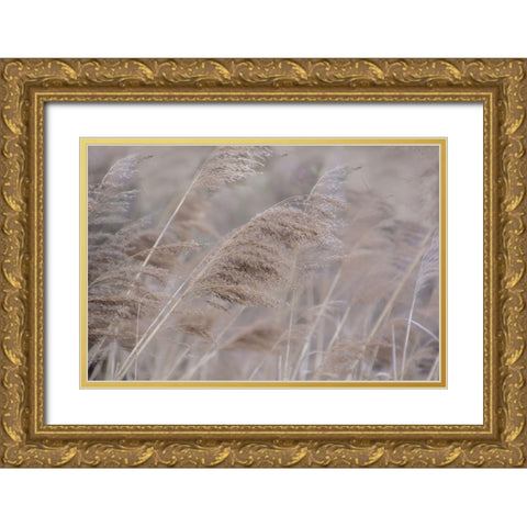 Pampas Field I Gold Ornate Wood Framed Art Print with Double Matting by Weisz, Irene
