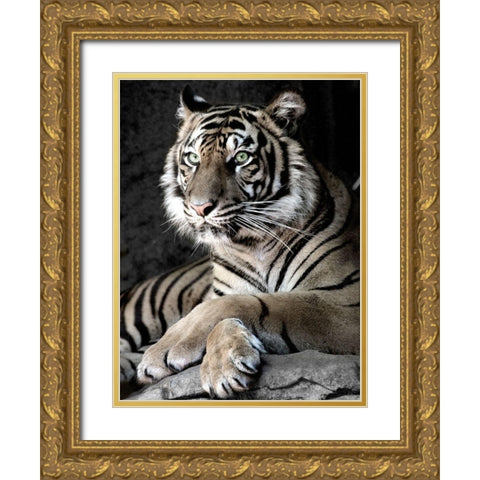 Sumatran Tiger Gold Ornate Wood Framed Art Print with Double Matting by Aubert, Tananarive
