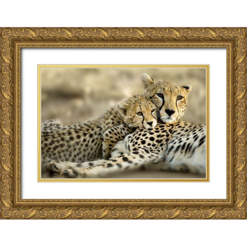 Kenya Cub Gold Ornate Wood Framed Art Print with Double Matting by Delimont, Danita