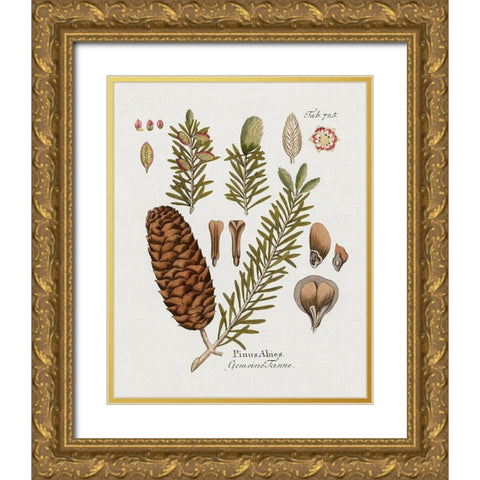 Botanical Fir Gold Ornate Wood Framed Art Print with Double Matting by Donovan, Kelly