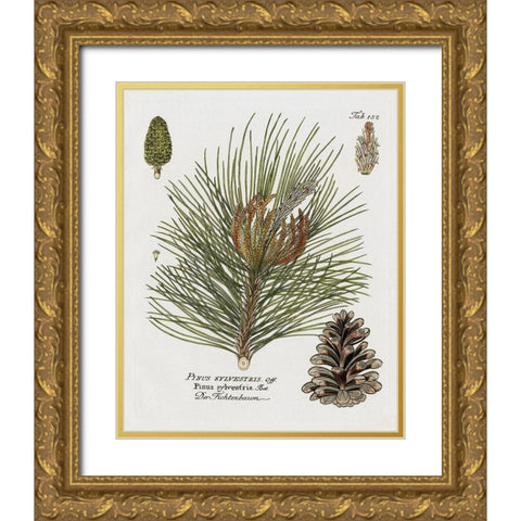 Botanical Spruce Gold Ornate Wood Framed Art Print with Double Matting by Donovan, Kelly