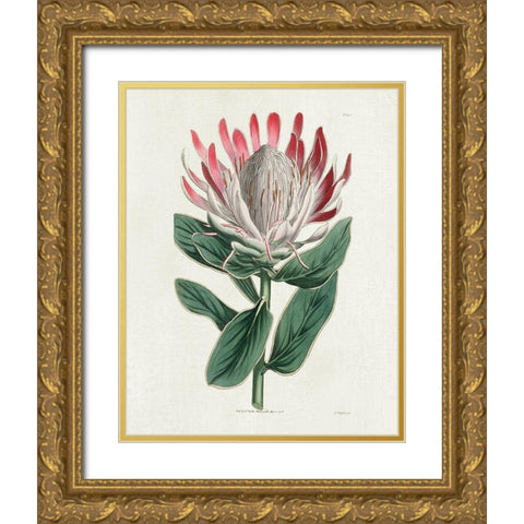 Protea N13 Gold Ornate Wood Framed Art Print with Double Matting by Donovan, Kelly