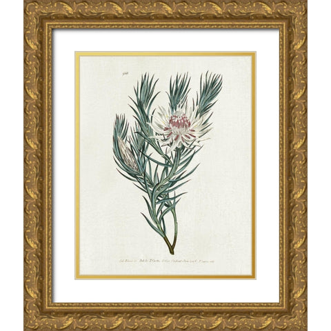 Protea N33 Gold Ornate Wood Framed Art Print with Double Matting by Donovan, Kelly