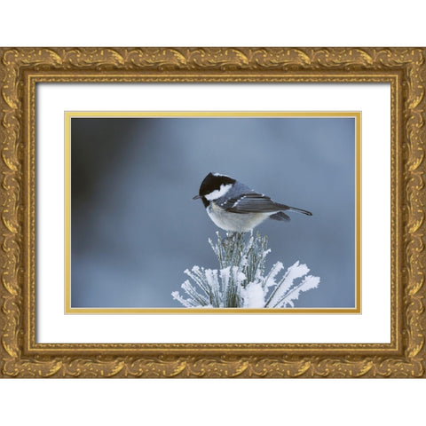 Snowy Pine Gold Ornate Wood Framed Art Print with Double Matting by Delimont, Danita