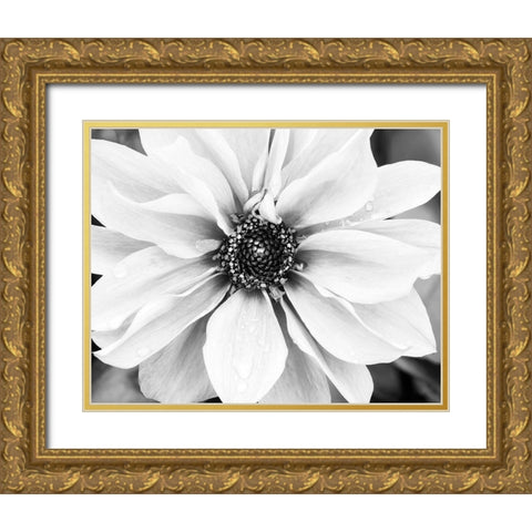 Hello Daisy Gold Ornate Wood Framed Art Print with Double Matting by Delimont, Danita