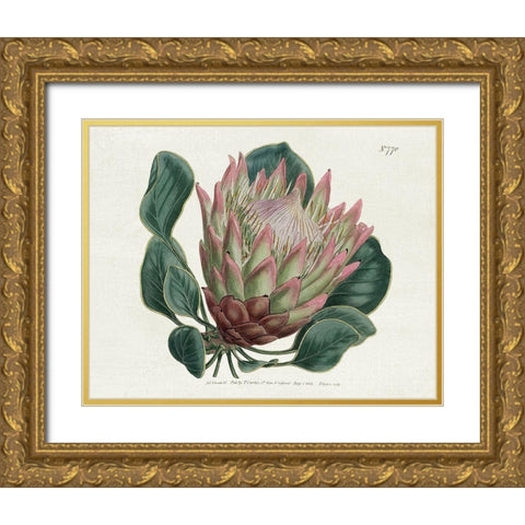 Protea N70 Gold Ornate Wood Framed Art Print with Double Matting by Donovan, Kelly