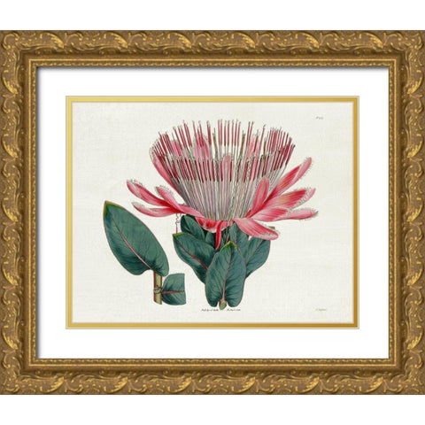 Protea N17 Gold Ornate Wood Framed Art Print with Double Matting by Donovan, Kelly