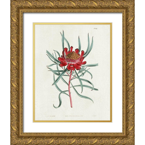 Protea N94 Gold Ornate Wood Framed Art Print with Double Matting by Donovan, Kelly