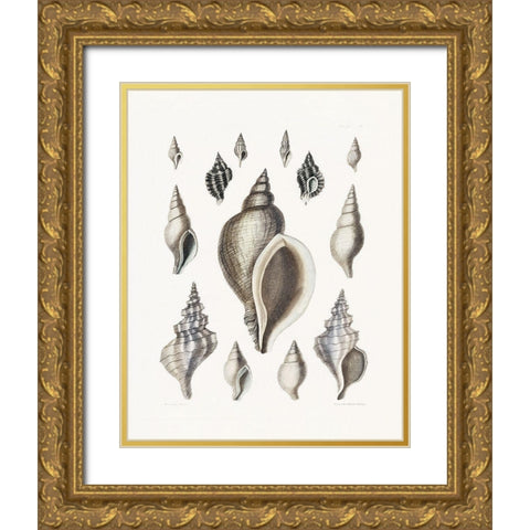 Vintage Shell II Gold Ornate Wood Framed Art Print with Double Matting by Donovan, Kelly