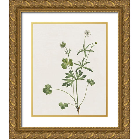 Wispy Botanical II Gold Ornate Wood Framed Art Print with Double Matting by Donovan, Kelly