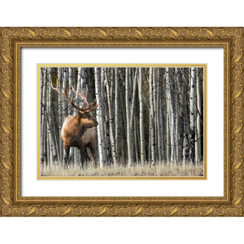 Rocky Mountain Moment Gold Ornate Wood Framed Art Print with Double Matting by Delimont, Danita