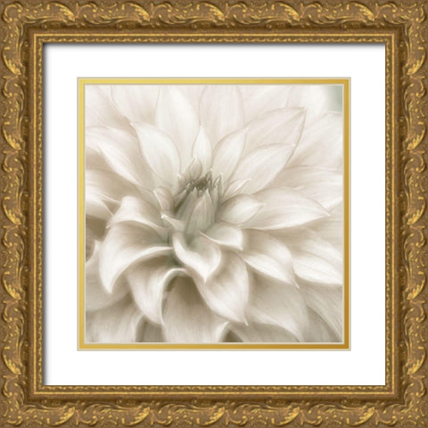 Soft Dahlia Gold Ornate Wood Framed Art Print with Double Matting by Delimont, Danita