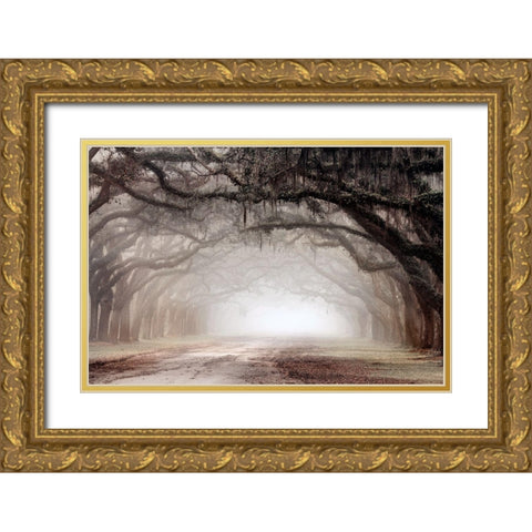 Timeless Plantation Drive Gold Ornate Wood Framed Art Print with Double Matting by Delimont, Danita
