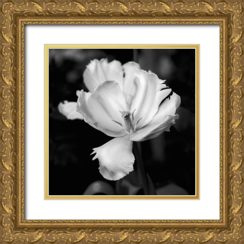 Dramatic Tulip Gold Ornate Wood Framed Art Print with Double Matting by Donovan, Kelly