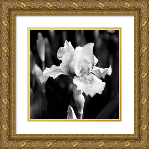 Dramatic Iris Gold Ornate Wood Framed Art Print with Double Matting by Donovan, Kelly
