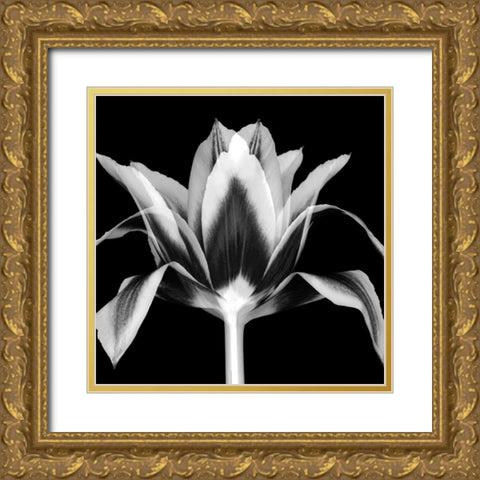 Elegant Tulip Gold Ornate Wood Framed Art Print with Double Matting by Delimont, Danita