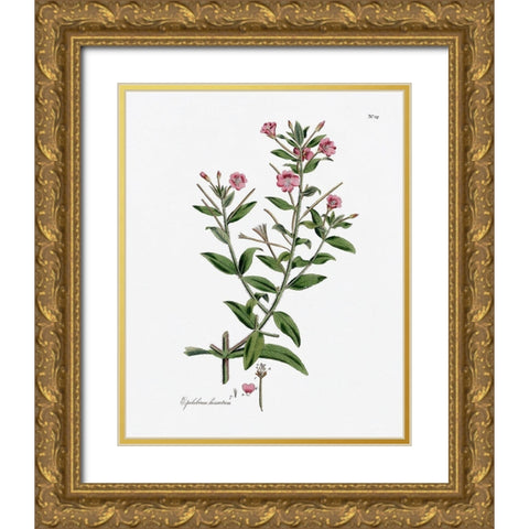 Rose Botanical III Gold Ornate Wood Framed Art Print with Double Matting by CAD Designs