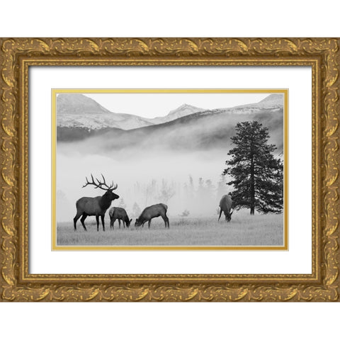 Mountain Elk Gold Ornate Wood Framed Art Print with Double Matting by Delimont, Danita