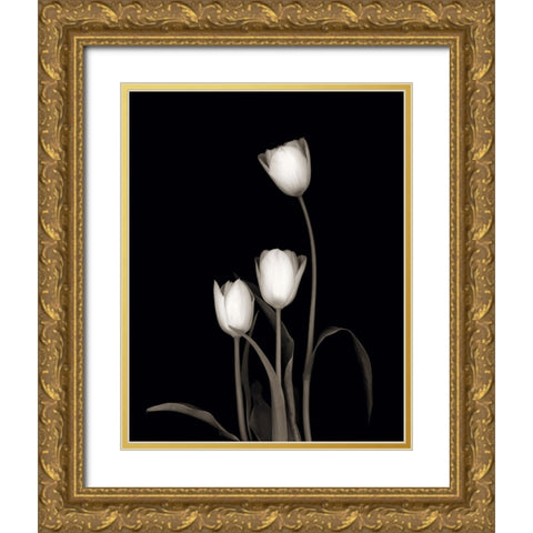 Tulip Pose III Gold Ornate Wood Framed Art Print with Double Matting by Delimont, Danita
